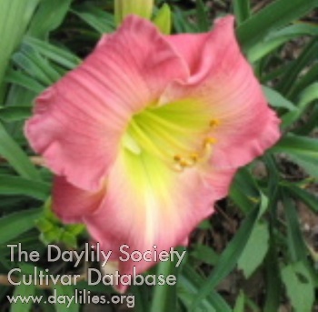 Daylily Catherine's Delight
